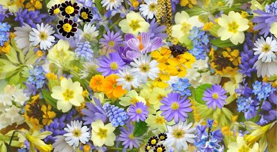 bloemen laten bezorgen in Rotterdam