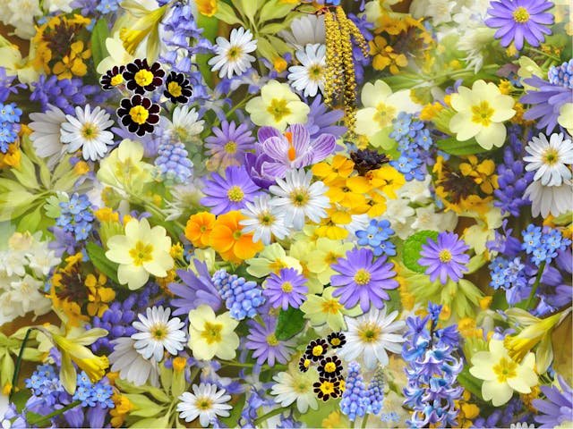 Zomerbloemen laten bezorgen in Rotterdam? Dit zijn je opties