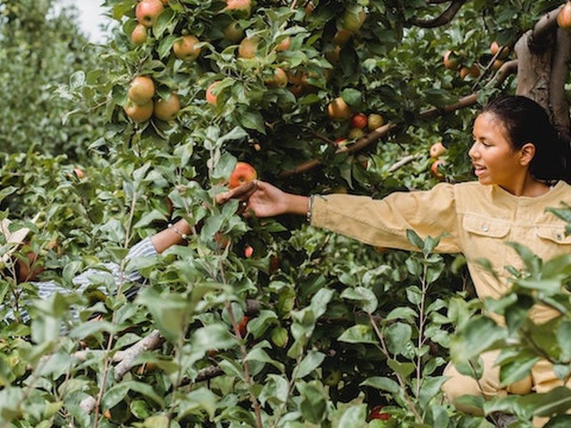 De ideale tuininrichting van borderpakketten tot bodembedekkers